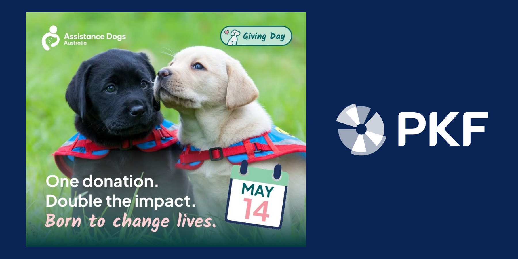 PKF x Assistance Dogs Australia: 11 years of backing a life‑changing ...