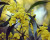 Wattle