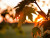 Autumn Australia 2000x1500
